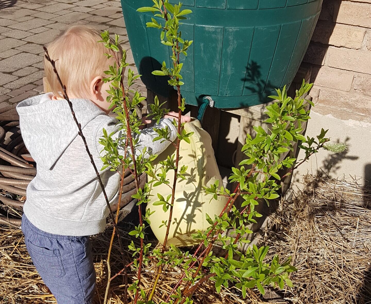 Boy watering in Sensory Garden