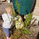 Boy watering in Sensory Garden
