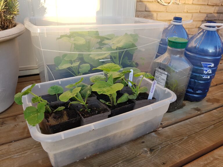 Winter Sown Seedlings the Sensory Garden
